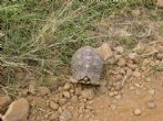Leopard tortoise in the Masai Mara, Kenya.  Photo submitted by Nina - click to enlarge
